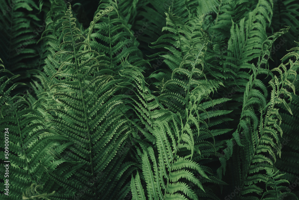 Green fern leaves texture. Natural background of ferns green leaves. Selective focus.