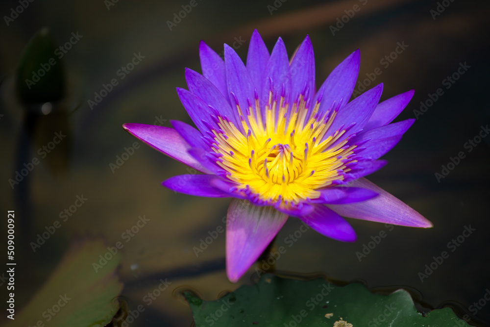 Photo macro shot on bee swarming on lotus flower , Beautiful purple lotus flower with green leaf in in pond Photo macro shot on bee swarming on lotus flower , Beautiful purple lotus flower with green leaf in in pond