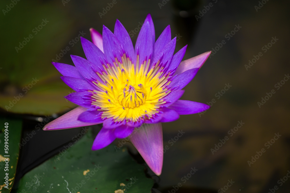 Photo macro shot on bee swarming on lotus flower , Beautiful purple lotus flower with green leaf in in pond Photo macro shot on bee swarming on lotus flower , Beautiful purple lotus flower with green leaf in in pond