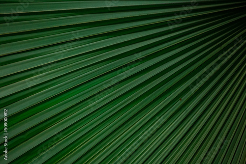 Green Leaf Texture background with sunlight © NARANAT STUDIO
