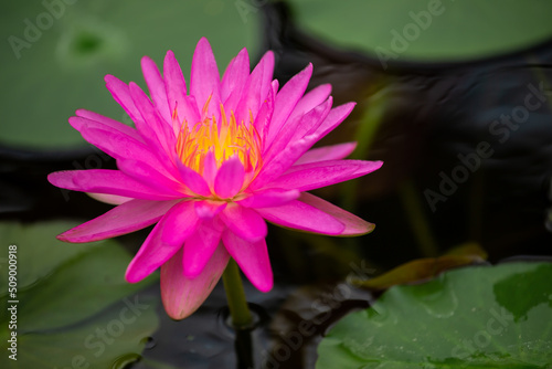 Beautiful Pink Lotus Flower . Close focus with green leaf in in pond, deep blue water surface