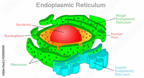 Endoplasmic reticulum, ER diagram. Rough, smooth, SER, RER.  Nucleoplasm, nucleolus, nuclear pore, membranes. Animal human cell anatomy, structure. Explanations, colored draw. Illustration vector photo