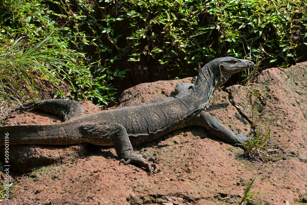 Big Asian water monitor enjoying the sunlight Big Asian water monitor enjoying the sunlight