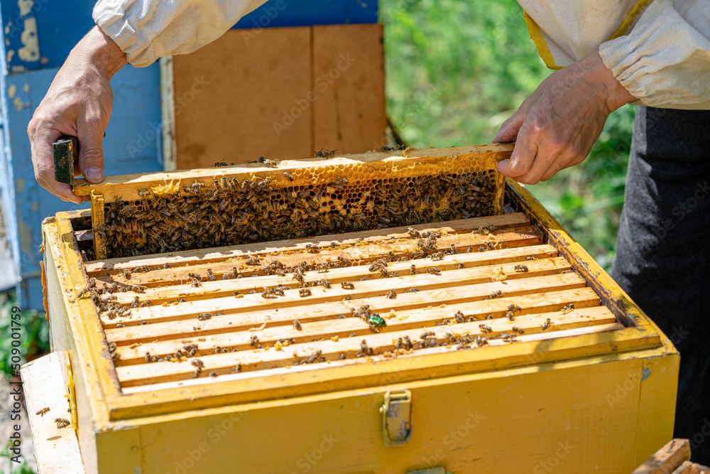The beekeeper performs work in the apiary. Beekeeping concept. The beekeeper works with honey frames. The beekeeper performs work in the apiary. Beekeeping concept. The beekeeper works with honey frames.