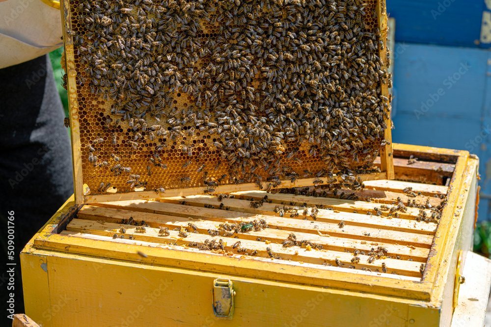 The beekeeper performs work in the apiary. Beekeeping concept. The beekeeper works with honey frames. The beekeeper performs work in the apiary. Beekeeping concept. The beekeeper works with honey frames.
