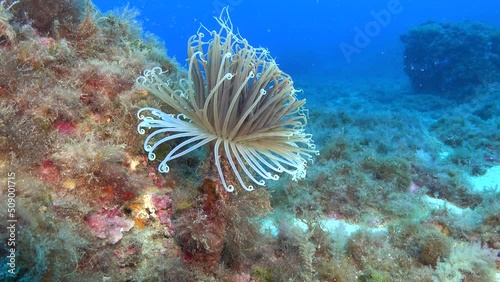 Nature underwater - Cerianthus (anemone) ar the seabed photo