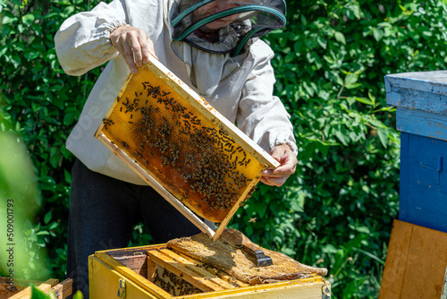 The beekeeper performs work in the apiary. Beekeeping concept. The beekeeper works with honey frames.