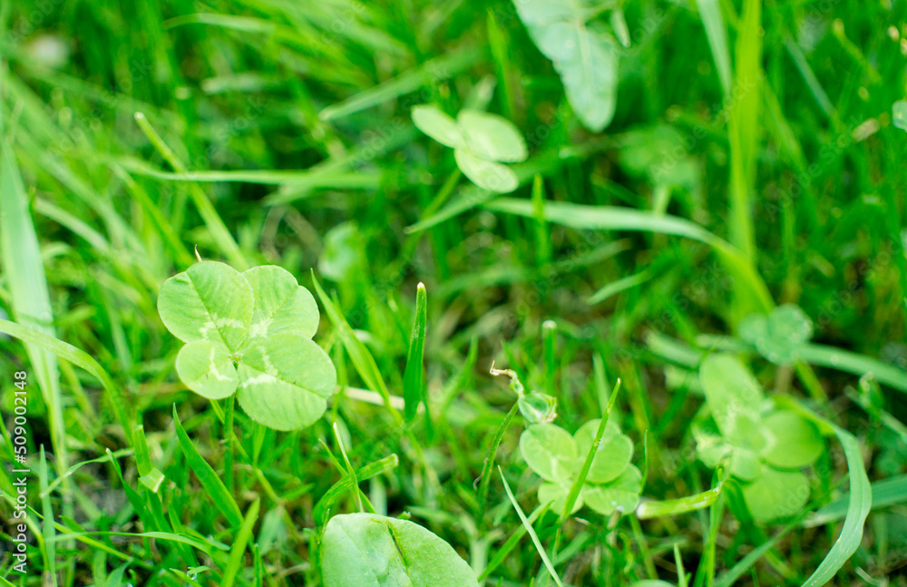 green clover leaves background with some parts in focus