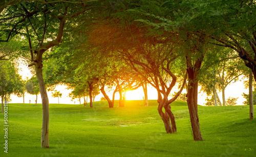 Sunrise beam coming through the trees in katara park © MSM