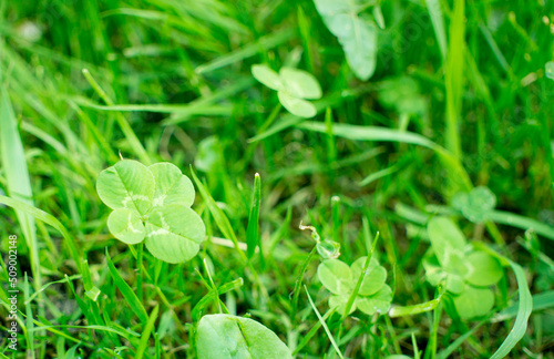 Obraz na płótnie green clover leaves background with some parts in focus w salonie