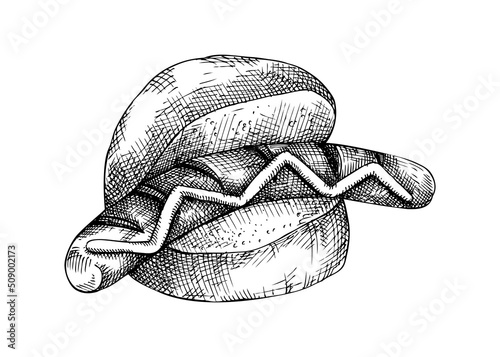 Grilled sausage in bun with mustards. Fast food drawing. German food sketch. Oktoberfest menu design element. Hand drawn fast food illustration for Octoberfest. Traditional German cuisine meal sketch