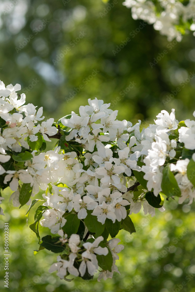 White blooming flowers on blurred background. Apple tree bloom in sunshine in garden and park. Beautiful backdrop for Easter, spring or summer blossom concept. Close up, selective soft focus, vertical White blooming flowers on blurred background. Apple tree bloom in sunshine in garden and park. Beautiful backdrop for Easter, spring or summer blossom concept. Close up, selective soft focus, vertical