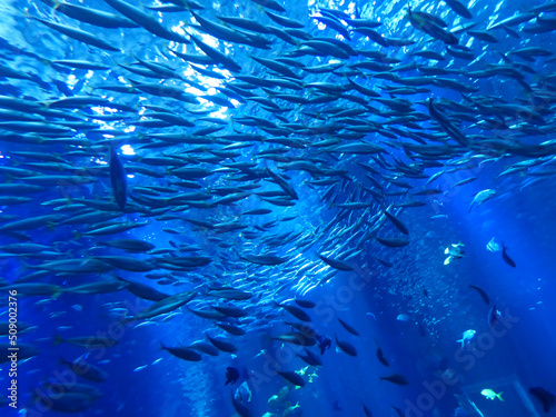 Boulogne sur Mer, March 2019: Visit of the largest aquarium in Europe - Nausicaá Centre National de la Mer