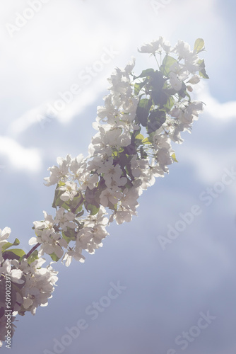 White blooming flowers on blurred background. Apple tree bloom with blue sky in garden, park. Beautiful backdrop for Easter, spring or summer blossom concept. Close up, selective soft focus, vertical