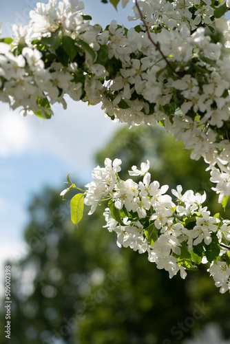 White blooming flowers on blurred background. Apple tree bloom with blue sky in garden, park. Beautiful backdrop for Easter, spring or summer blossom concept. Close up, selective soft focus, vertical