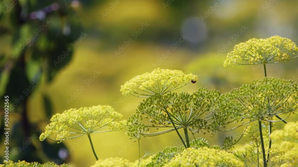 Yellow Dill Flower in the Wind in Nature Yellow Dill Flower in the Wind in Nature