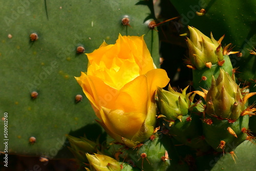 Blüte des Feigenblattkaktus photo