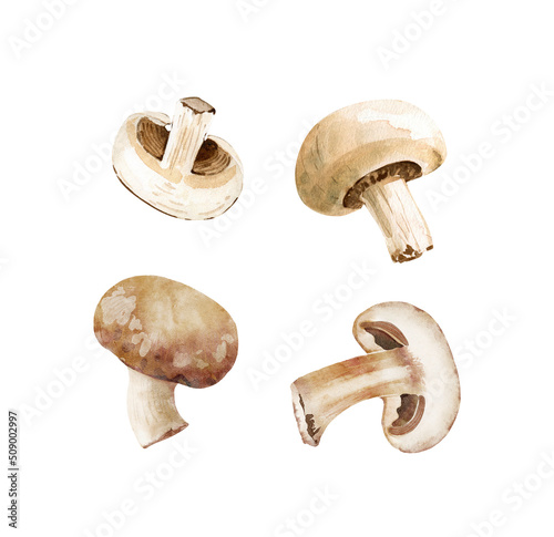 set of mushrooms champignons watercolor illustration isolated on white background.