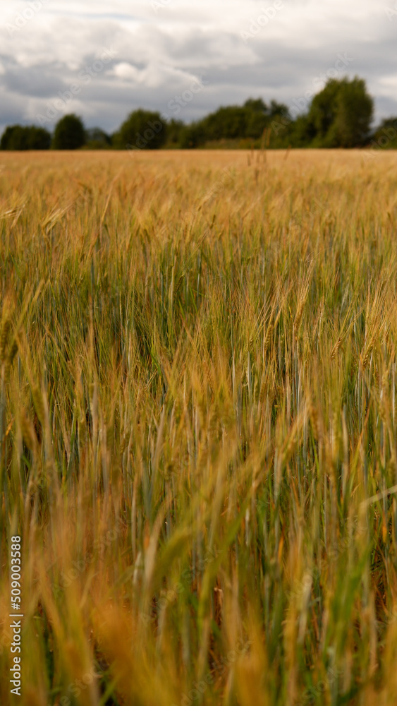 Obraz premium Beautiful landscape field on a summer day. Rural scene. Close up of wheat ears, field of wheat