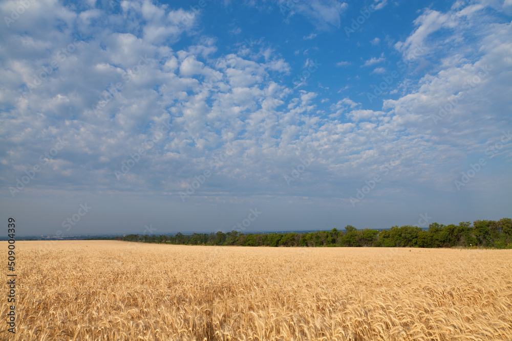 Gold wheat field under blue sky in Ukraine, peaceful picture of agricultural lands before russian agression.