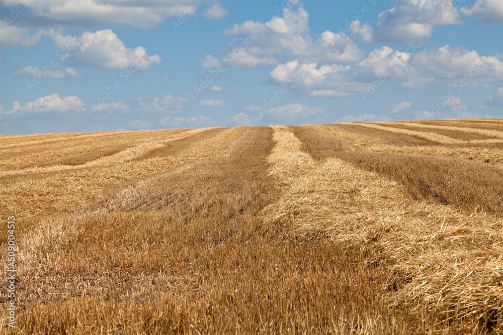 Yellow lines of straw and hay converging on the horizon, wheat field after harvesting under blue sky in Ukraine.