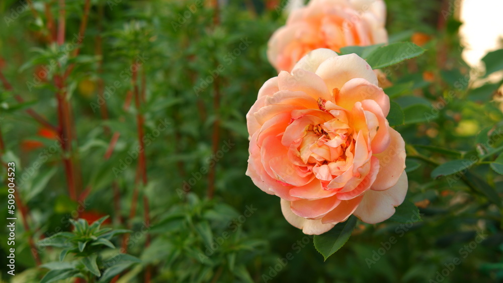 Blooming orange English rose in the garden on a sunny day Blooming orange English rose in the garden on a sunny day