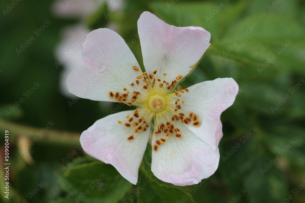 Obraz premium A closeup of a white flower. The photo was taken at a meadow during summer.