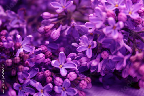 Lilac flowers in neon light.