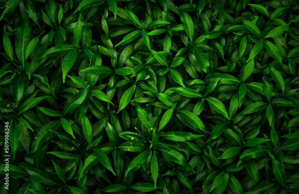 abstract green leaf texture, tropical leaf, nature background. abstract green leaf texture, tropical leaf, nature background.