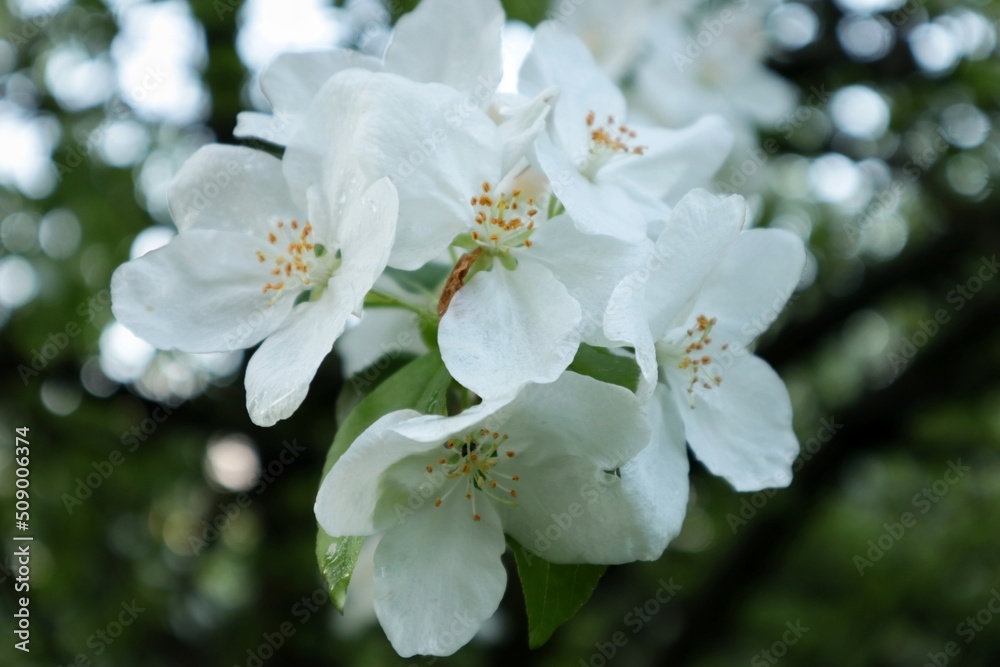 apple tree blossom