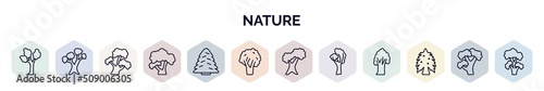 set of nature web icons in outline style. thin line icons such as eastern cottonwood tree, eastern white pine tree, bitternut hickory tree, honey-locust white spruce black walnut northern red oak photo