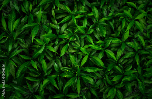 abstract green leaf texture  tropical leaf  nature background.                           