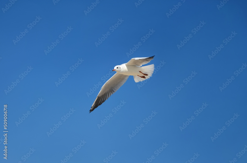 White seagull soar in a blue sky. Wild birds wildlife outdoors photo. Free copy space. Summer vacation at the sea concept. White seagull soar in a blue sky. Wild birds wildlife outdoors photo. Free copy space. Summer vacation at the sea concept.