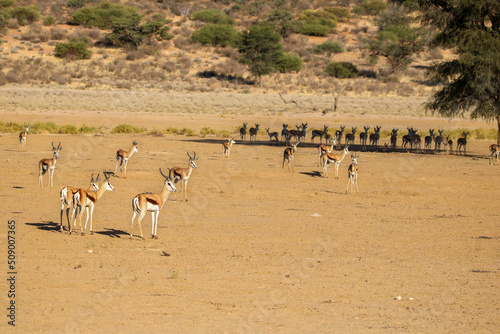 Springbok in the Kgalagadi, South Africa