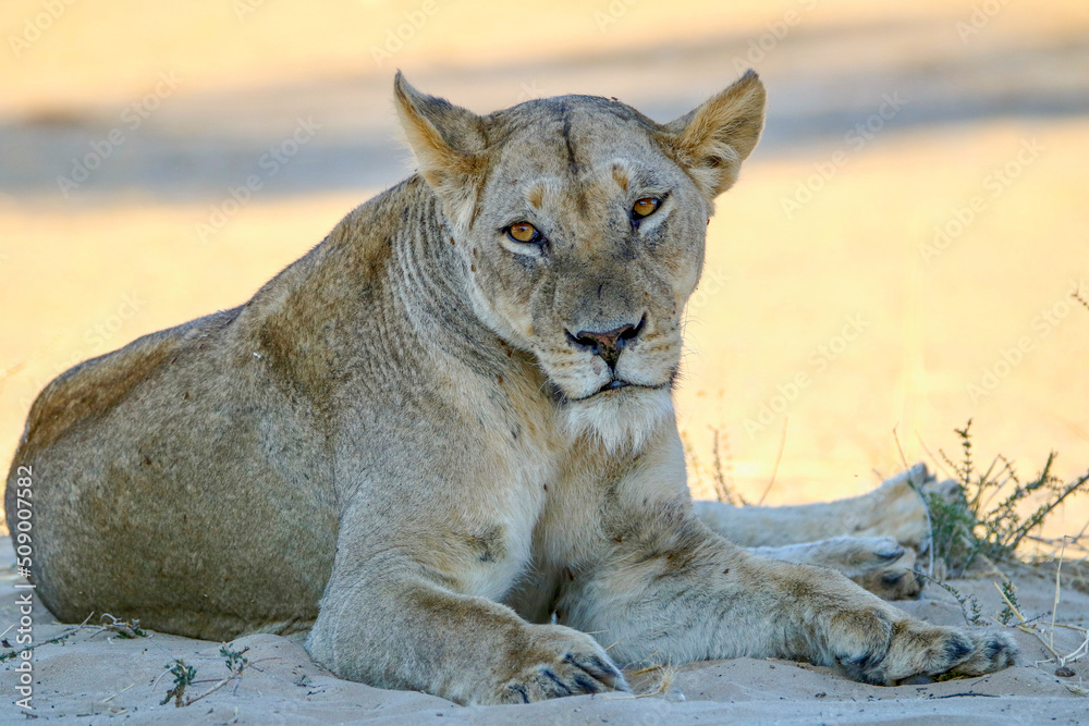 Fototapeta premium Lioness in the Kgalagadi, South Africa