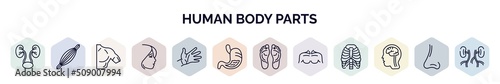 set of human body parts web icons in outline style. thin line icons such as two kidneys, human muscle, men shoulder, face of a woman, hand showing palm, stoh with liquids, human footprints, men