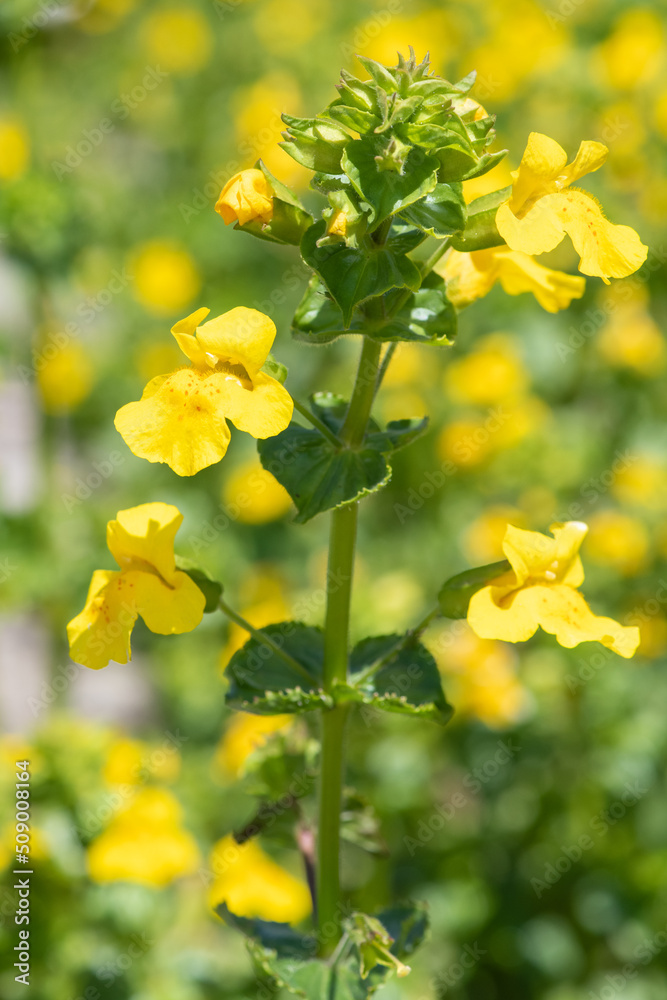 Close up of yellow monkeyflowers (erythranthe guttata) in bloom Close up of yellow monkeyflowers (erythranthe guttata) in bloom