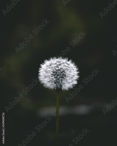 White flower with dark green background.