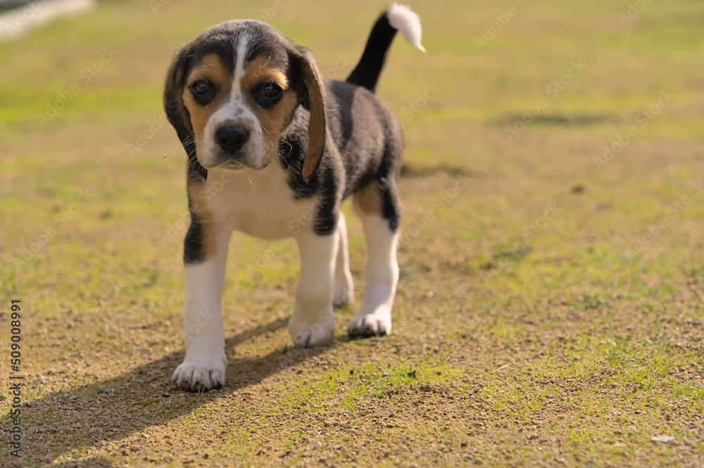 Cute small beagle puppy running in the sun 