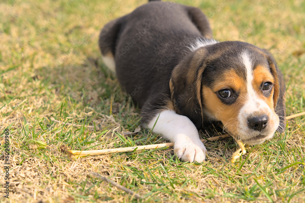Portrait of a beagle puppy playing with a stick in the field
