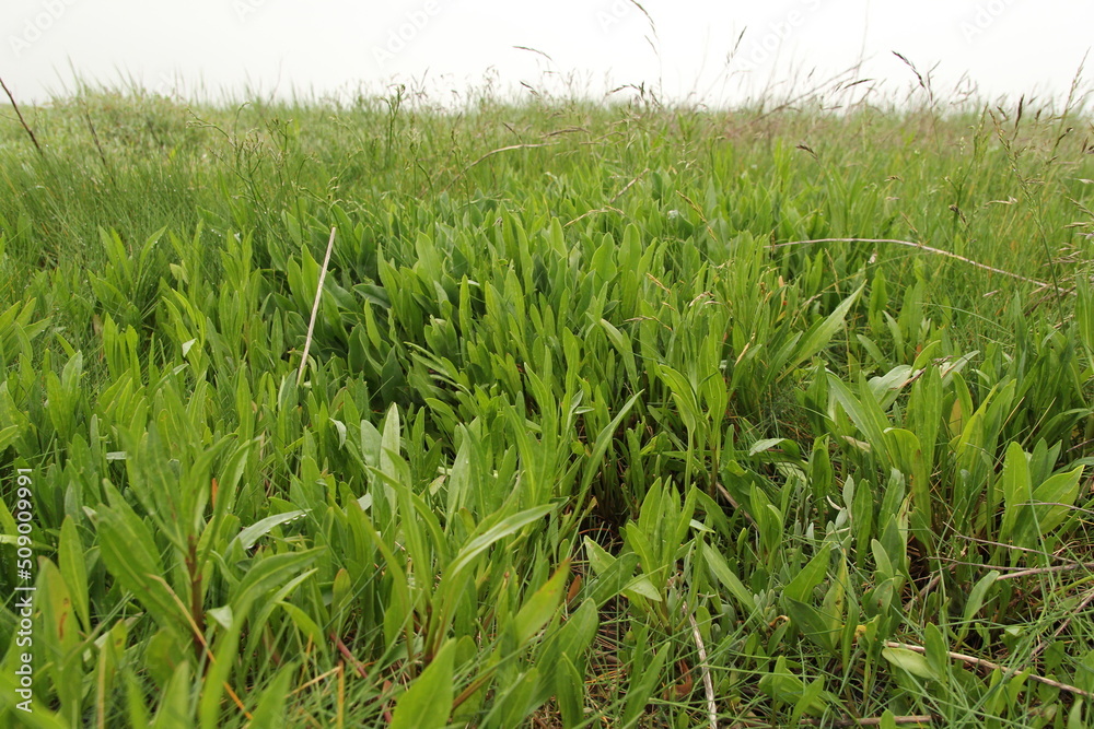 a group sea lavender with fresh green leaves in a salt marsh in springtime a group sea lavender with fresh green leaves in a salt marsh in springtime