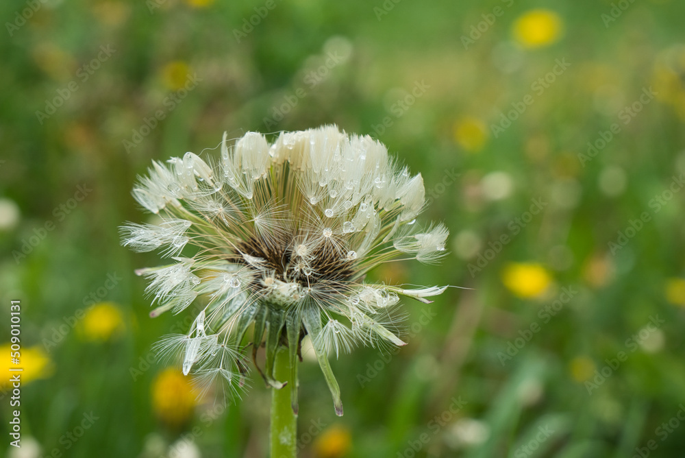 dandelion after rain