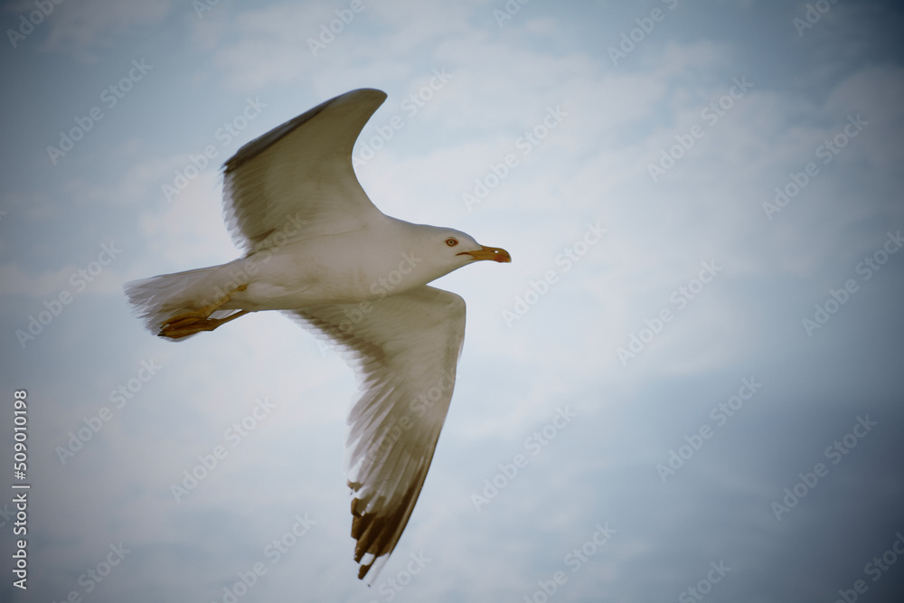 Fototapeta premium seagull in flight