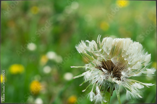 Obraz na płótnie dandelion after rain w salonie
