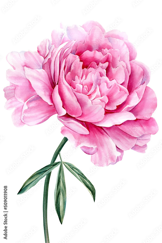 Pink peony on white isolated background watercolor hand drawing