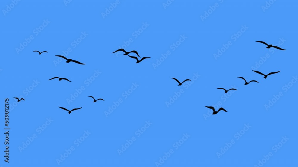 Animal background the group of bird are flying relax family, blue screen background use for animate in the sky background texture look far, natural wild life concept. Animal background the group of bird are flying relax family, blue screen background use for animate in the sky background texture look far, natural wild life concept.