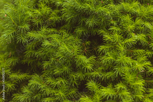 Bright green coniferous tree branch growth on the blurred spring forest background