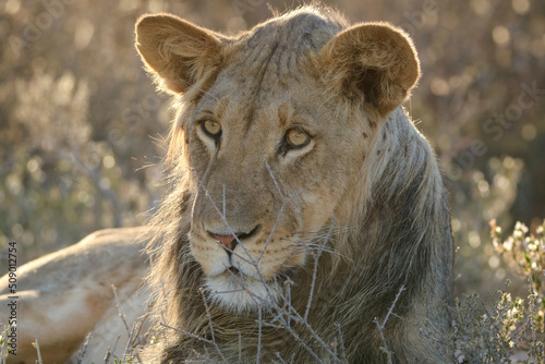 Young male lion in the Kgalagadi  South Africa