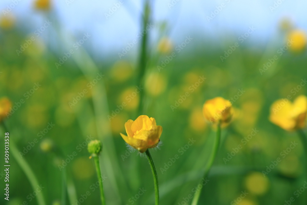 Obraz premium flower