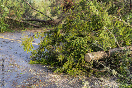 Felled pine trunks are seen laying across a carriageway blocking access to local village after a storm creates driving hazards. Copy space to left.
